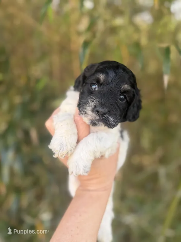 Estill   – Cockapoo puppy for sale in Glasgow, KY