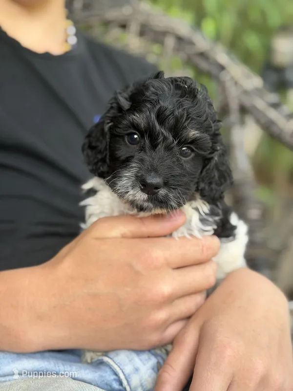 Estill   – Cockapoo puppy for sale in Glasgow, KY