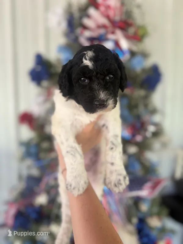 Martha  – Goldendoodle puppy for sale in Glasgow, KY