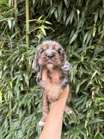 Pop Rock , a male Cocker Spaniel for sale in Glasgow, KY – 1 of 4