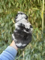 Tate, a male Miniature Aussiedoodle for sale in Glasgow, KY – 2 of 2