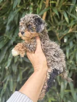 Unique , a female Cockapoo for sale in Glasgow, KY – 3 of 4
