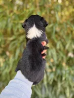 Addison, a female Miniature American Shepherd for sale in Glasgow, KY – 2 of 2