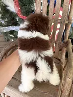 Patty, a female Pomapoo for sale in Glasgow, KY – 2 of 2