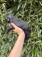 Cole , a male Cocker Spaniel for sale in Glasgow, KY – 4 of 4