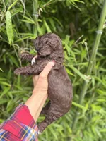 Bo , a male Cockapoo for sale in Glasgow, KY – 3 of 4