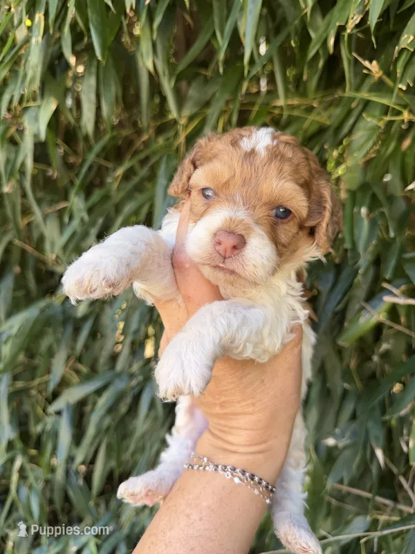 Ben  – Cockapoo puppy for sale in Glasgow, KY