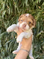 Ben , a male Cockapoo for sale in Glasgow, KY – 1 of 2