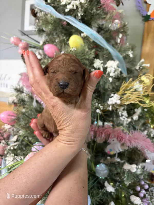 Rosie Posey  – Miniature Goldendoodle puppy for sale in Glasgow, KY