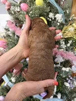 Rosie Posey , a female Miniature Goldendoodle for sale in Glasgow, KY – Photo 2 of 3