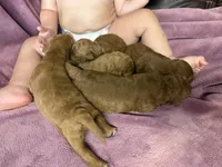 Rosie Posey , a female Miniature Goldendoodle for sale in Glasgow, KY – Photo 3 of 3