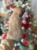 Mark, a male Mal Shi for sale in Glasgow, KY – Photo 4 of 4