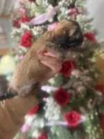 Mark, a male Mal Shi for sale in Glasgow, KY – Photo 2 of 4