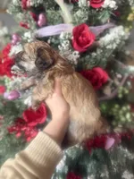 Mark, a male Mal Shi for sale in Glasgow, KY – Photo 3 of 4