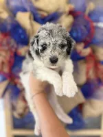 Fee fee , a female Aussiedoodle for sale in Glasgow, KY – 1 of 2