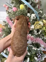 Reba , a female Miniature Goldendoodle for sale in Glasgow, KY – Photo 3 of 4
