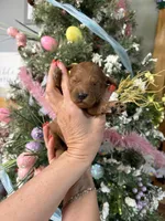 Reba , a female Miniature Goldendoodle for sale in Glasgow, KY – Photo 1 of 4