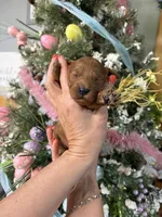 Reba , a female Miniature Goldendoodle for sale in Glasgow, KY – Photo 2 of 4