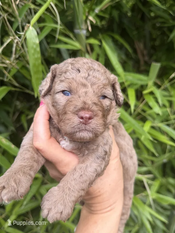 Bam Bam – Cockapoo puppy for sale in Glasgow, KY