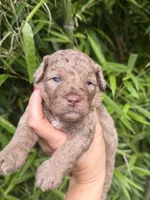 Bam Bam, a male Cockapoo for sale in Glasgow, KY – 1 of 4