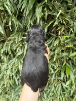 Nut, a female Cocker Spaniel for sale in Glasgow, KY – 2 of 2