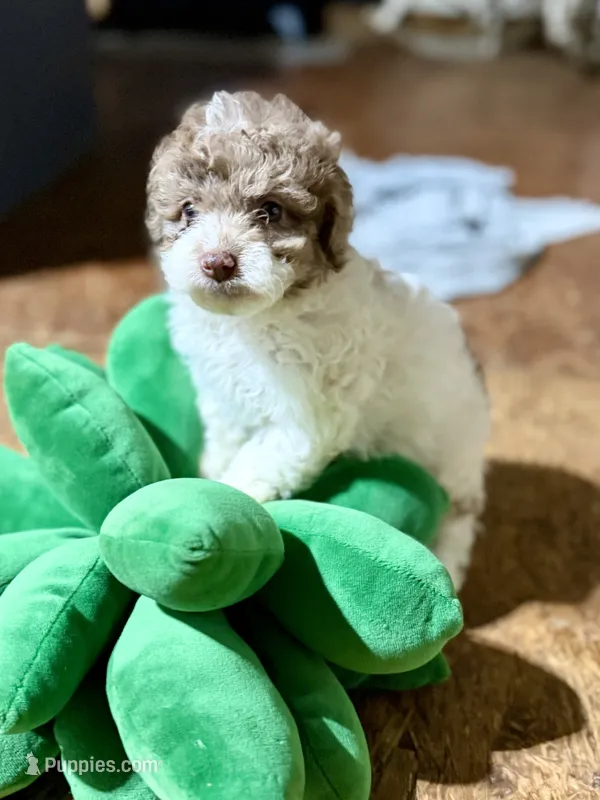 Verna  – Cockapoo puppy for sale in Glasgow, KY