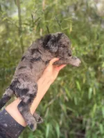 Hank , a male Goldendoodle for sale in Glasgow, KY – Photo 3 of 5