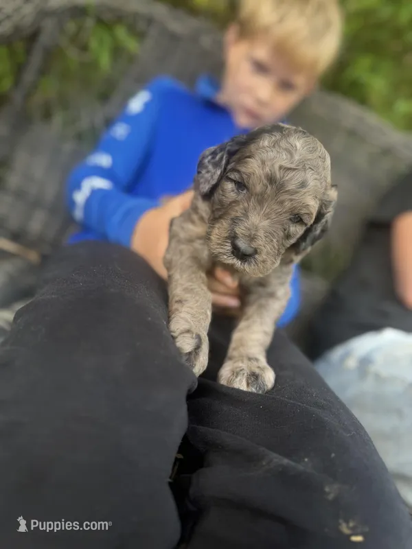 Hank  – Goldendoodle puppy for sale in Glasgow, KY