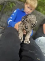 Hank , a male Goldendoodle for sale in Glasgow, KY – Photo 1 of 5