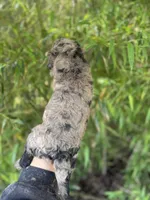 Hank , a male Goldendoodle for sale in Glasgow, KY – Photo 5 of 5