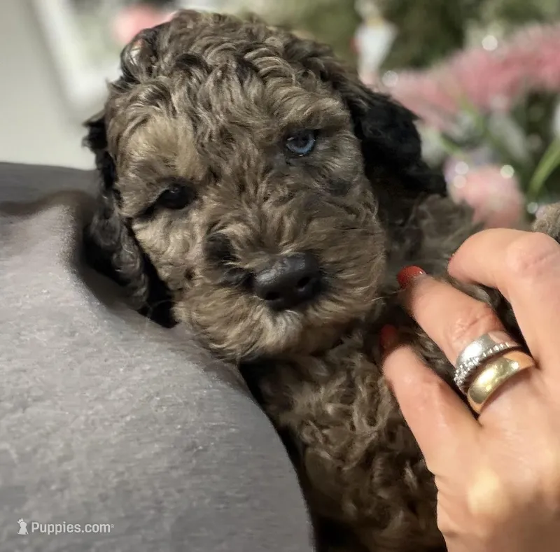 Hank  – Goldendoodle puppy for sale in Glasgow, KY