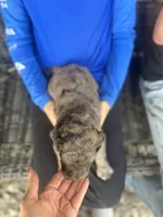 Hank , a male Goldendoodle for sale in Glasgow, KY – Photo 2 of 5