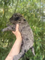 Hank , a male Goldendoodle for sale in Glasgow, KY – Photo 4 of 5