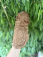 Red, a male Cavapoo for sale in Glasgow, KY – 2 of 2