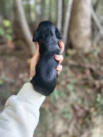 Dan , a male Cocker Spaniel for sale in Glasgow, KY – 3 of 3