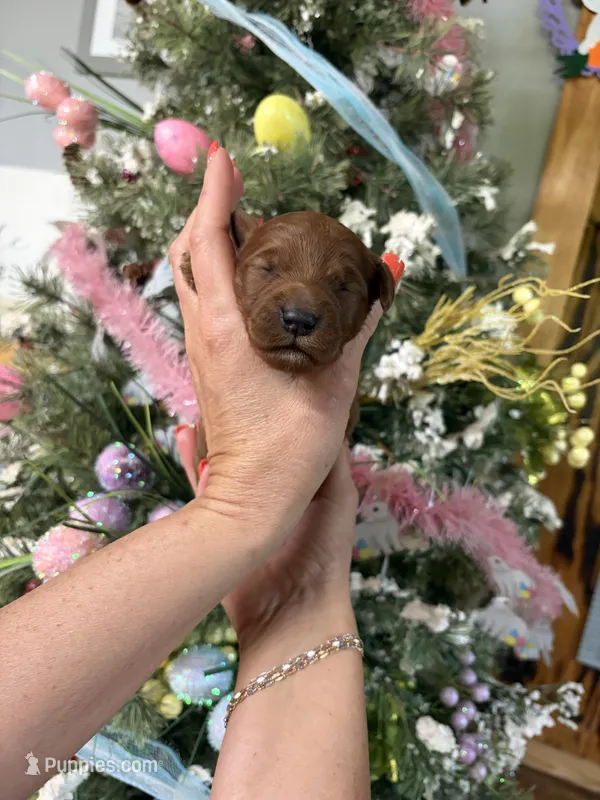 Little Loretta  – Miniature Goldendoodle puppy for sale in Glasgow, KY