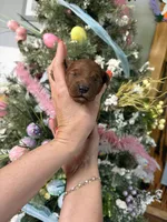 Little Loretta , a female Miniature Goldendoodle for sale in Glasgow, KY – Photo 1 of 4