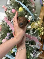 Little Loretta , a female Miniature Goldendoodle for sale in Glasgow, KY – Photo 2 of 4