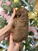 Little Loretta , a female Miniature Goldendoodle for sale in Glasgow, KY – Photo 3 of 4