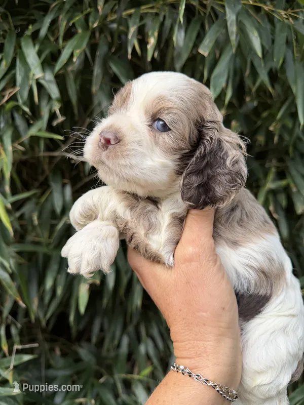 Pete – Cocker Spaniel puppy for sale in Glasgow, KY