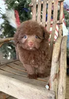 Pixie , a female Pomapoo for sale in Glasgow, KY – 1 of 2