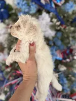 Bertha , a female Cockapoo for sale in Glasgow, KY – 3 of 4