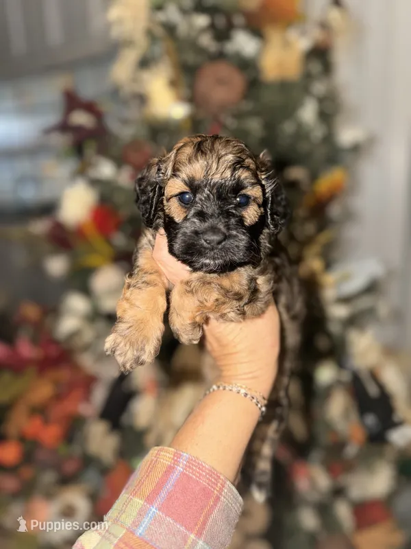 Baylor – Cockapoo puppy for sale in Glasgow, KY