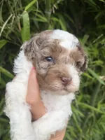 Timmy, a male Cockapoo for sale in Glasgow, KY – 5 of 5