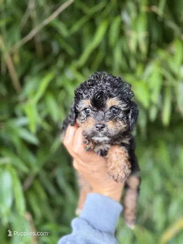 Missy  – Aussiedoodle puppy for sale in Glasgow, KY
