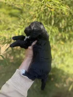 Casper , a male Cockapoo for sale in Glasgow, KY – Photo 3 of 3