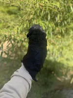 Casper , a male Cockapoo for sale in Glasgow, KY – Photo 2 of 3