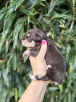 Matt , a male Miniature Schnauzer for sale in Glasgow, KY – 4 of 4