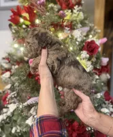 Nate, a male Goldendoodle for sale in Glasgow, KY – Photo 4 of 6