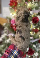 Nate, a male Goldendoodle for sale in Glasgow, KY – Photo 6 of 6